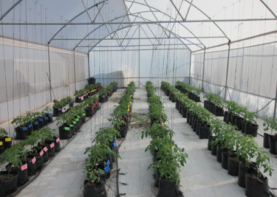 Extraction of invariant visual information in greenhouses